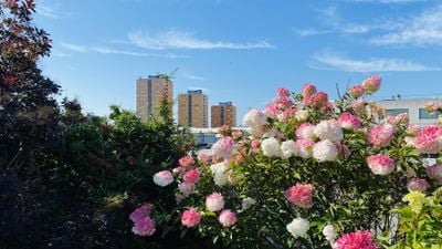 Foto van Speedwellstraat 104, Rotterdam