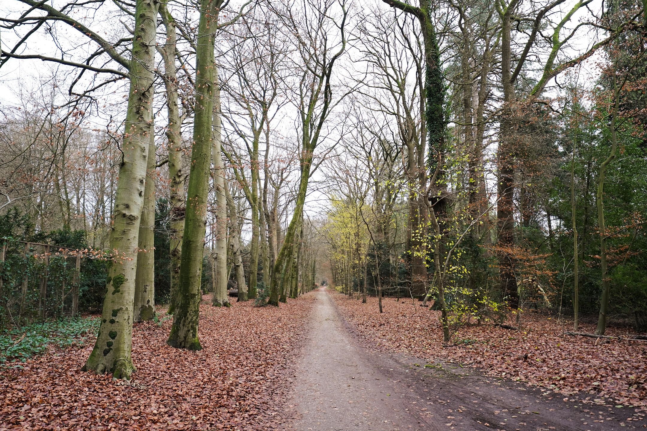 Foto van Bosrand 108, Putten